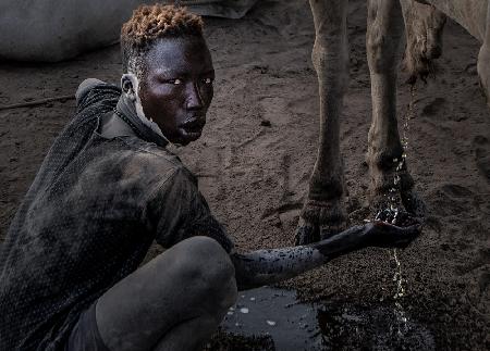 Cleaning his face with cow urine