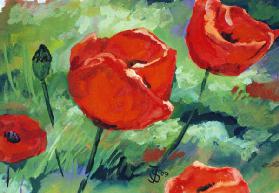 Mohn 1