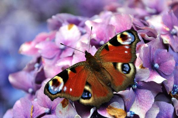 Pfauenauge auf Hortensie