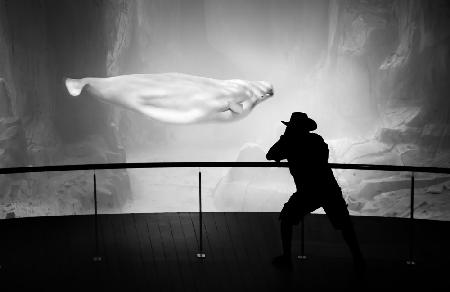 Photographer and beluga