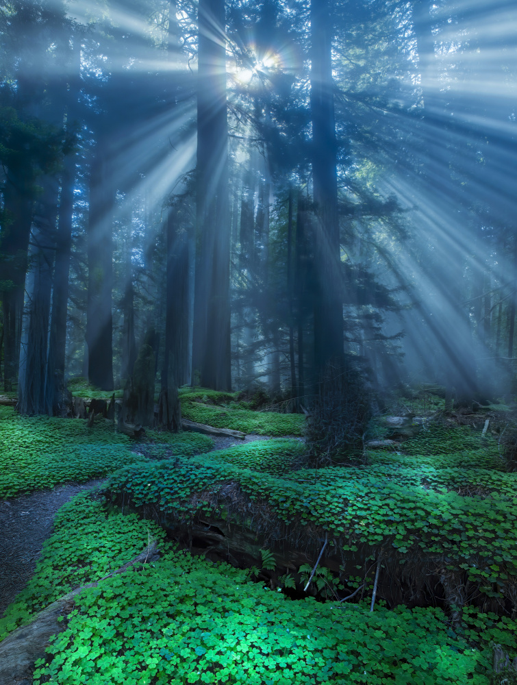 Redwood sorrel. de Judy Tseng