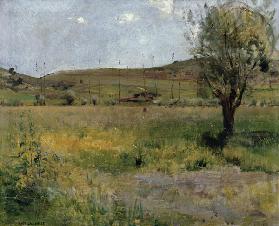 Summer landscape