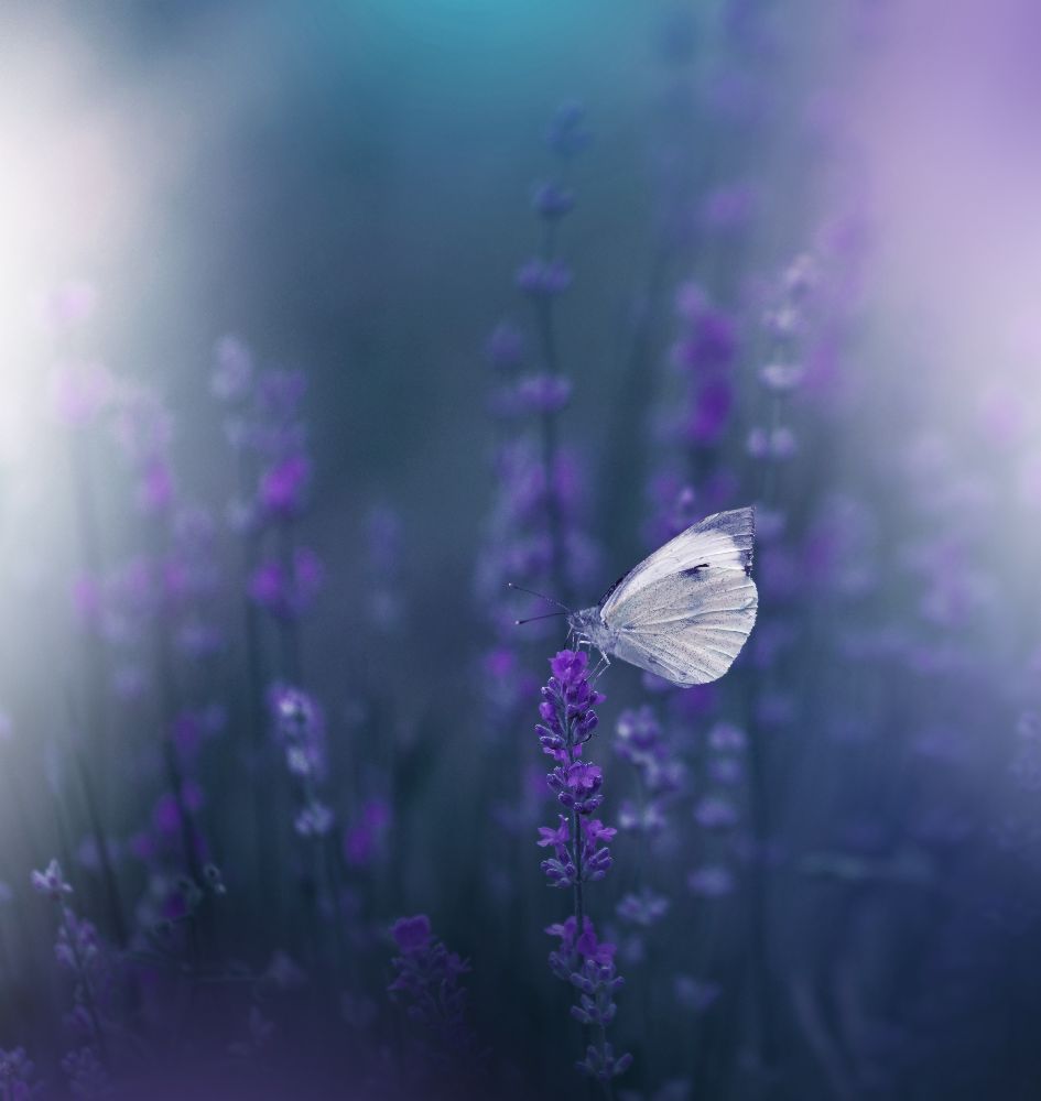 Lavender Queen... de Juliana Nan