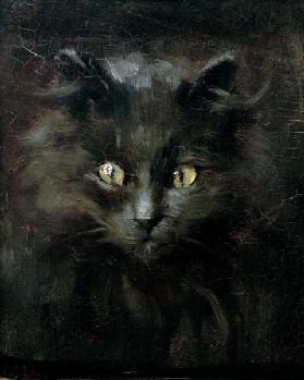 Portrait of a cat