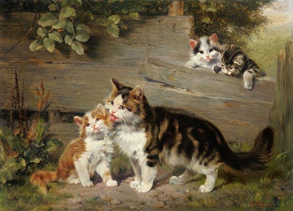 Cat mother with three boys