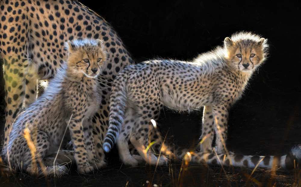 Baby Cheetahs de Jun Zuo