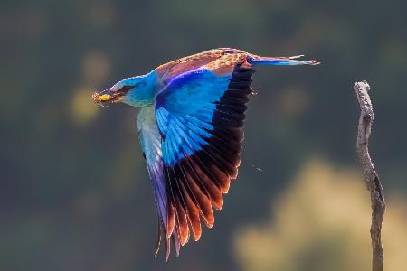 European Roller