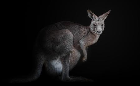 kangaroo