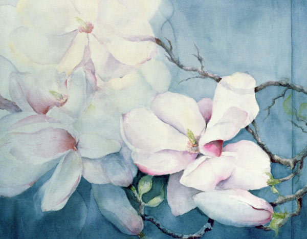 Magnolia Soulangeana (horizontal)  de Karen  Armitage