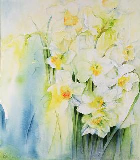 Narcissi and freesia 