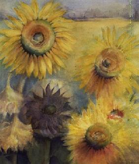 Sunflowers 