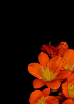 Clivia de Karin Oldenburg