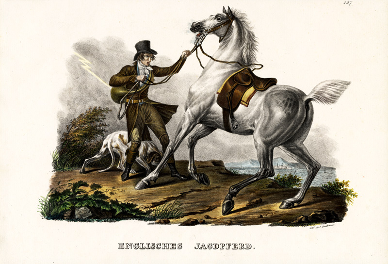 English Hunter Horse de Karl Joseph Brodtmann