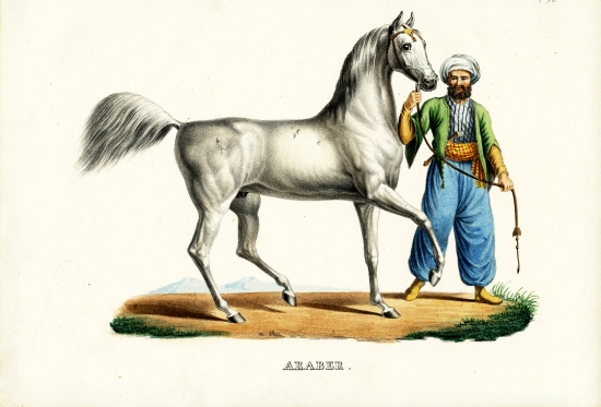 Arab Horse de Karl Joseph Brodtmann