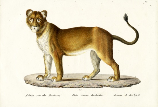 Barbary Lioness de Karl Joseph Brodtmann
