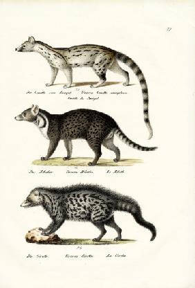 Civet