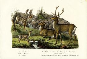 Fallow Deer