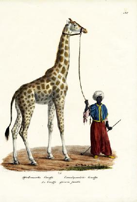 Giraffe