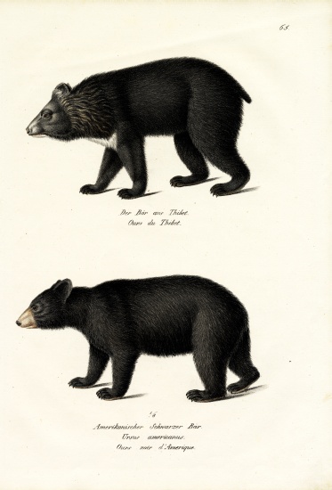 Himalayan Black Bear de Karl Joseph Brodtmann