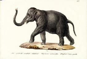 Indian Elephant