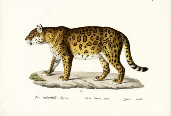 Jaguar de Karl Joseph Brodtmann