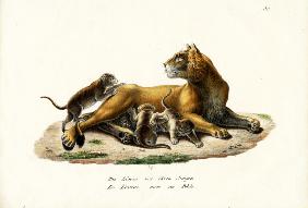 Lioness With Cubs