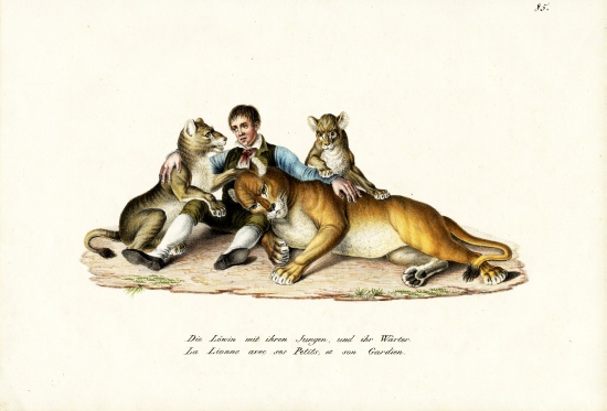 Lioness With Cubs de Karl Joseph Brodtmann