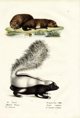 Molina'S Hog-Nosed Skunk