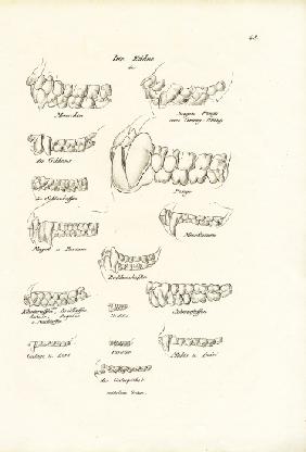 Monkey Teeth