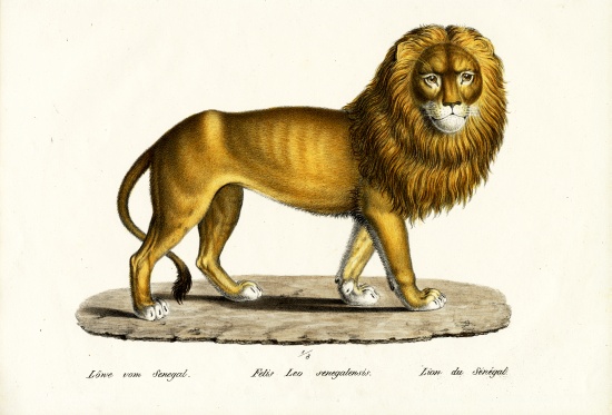 Senegal Lion de Karl Joseph Brodtmann