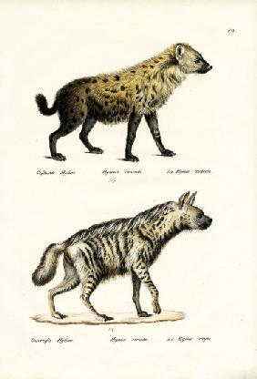 Spotted Hyaena