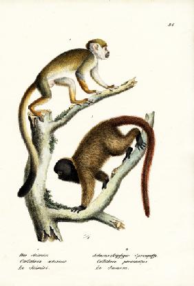 Squirrel Monkeys