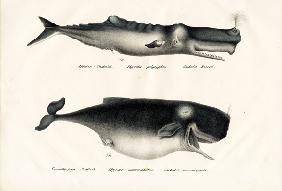 Sperm Whales