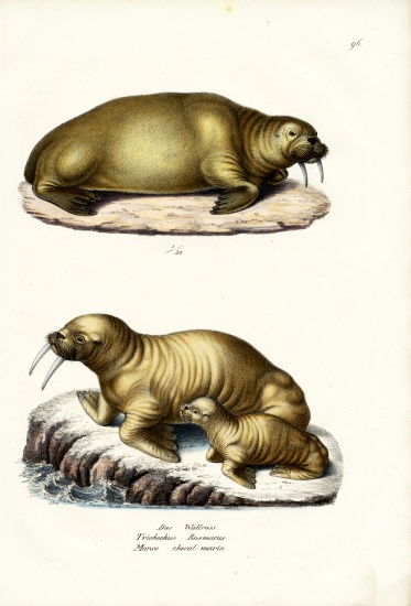 Walrus de Karl Joseph Brodtmann