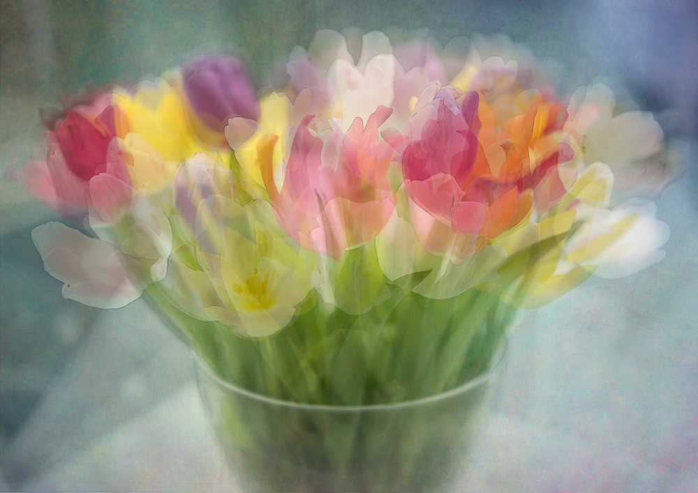 Tulips de Katarina Holmström
