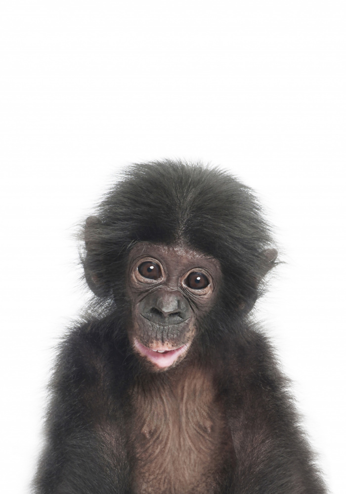 Baby Monkey de Kathrin Pienaar