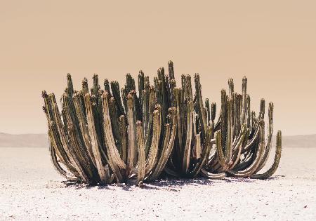 Peach Sky Cactus