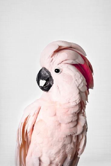 Pink Cockatoo