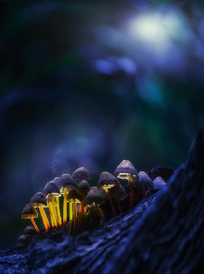 Glowing mushrooms