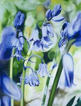 bluebells