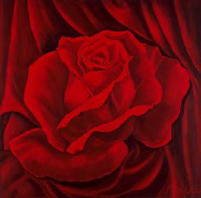 Red Drapery  with a Rose