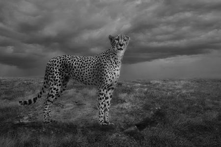 Alert Cheetah