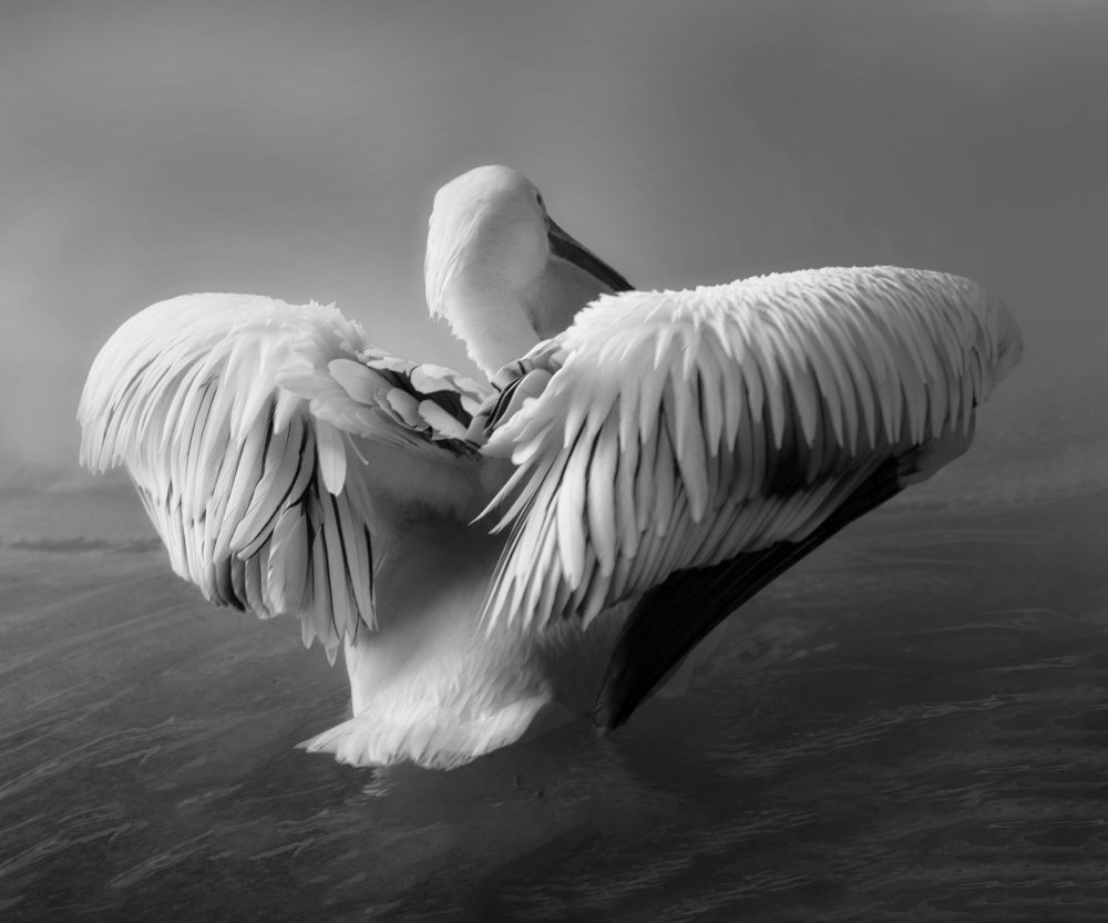 The Pelican de Krystina Wisniowska