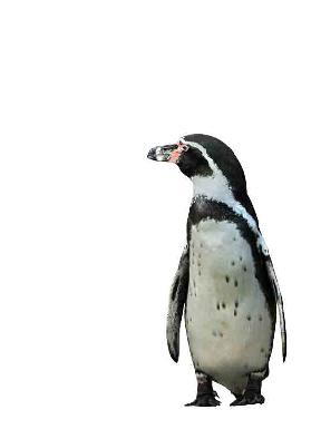 Pingüino - Kunskopie Kunstkopie