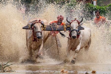 Moichara cattle race fastival