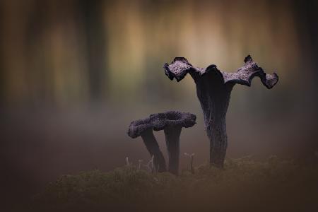 Horn of Plenty ( Craerllus Cornucopioides )