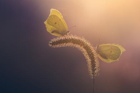 Brimstone Butterflies