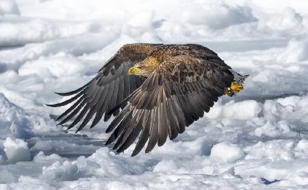 White-tailed Eagle