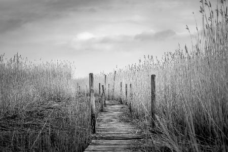 The plank bridge