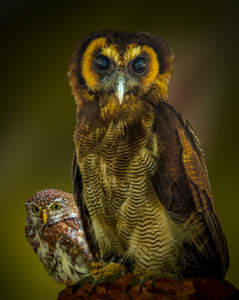 Owl de Laruelle Philippe